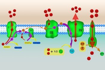 A Brief Discussion of Mitochondrial Function and Autism